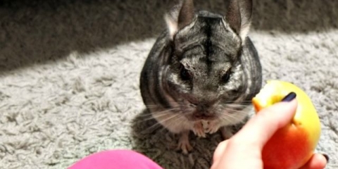 Kako hraniti činčile kod kuće ukusno, zdravo i raznovrsno?